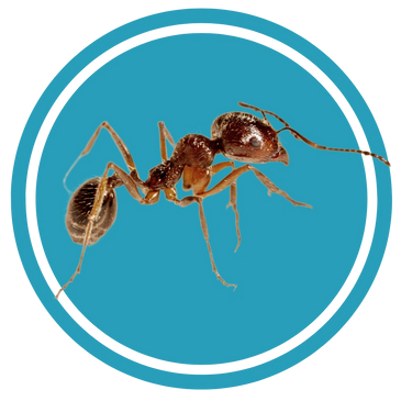 Extermination PGEX photo 8