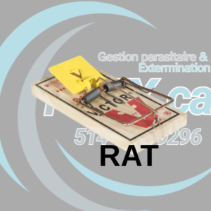 Piège pour rat - VICTOR